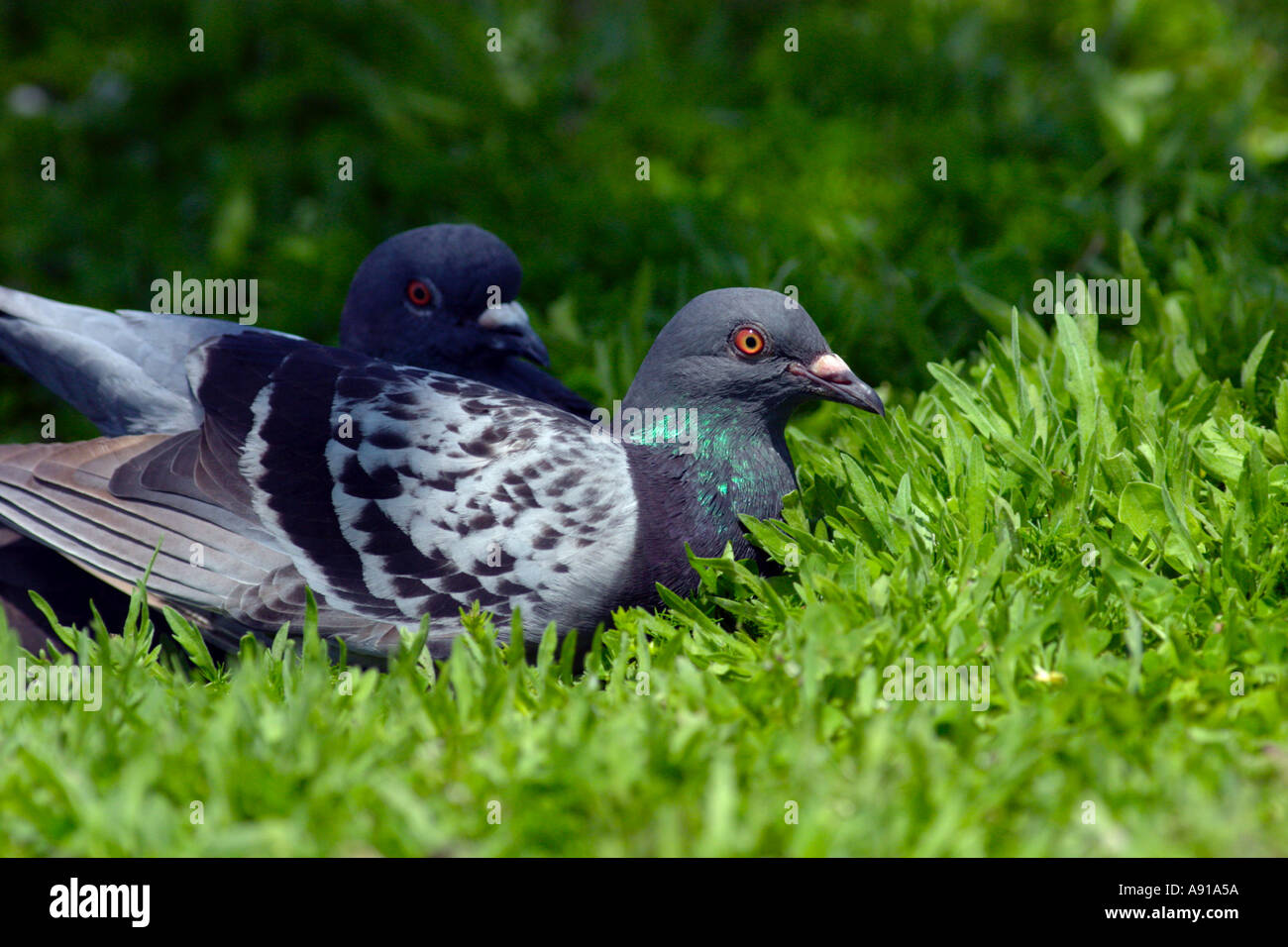 Common Pigeons Aka Rock Dove Nesting On Ground Stock Photo Alamy