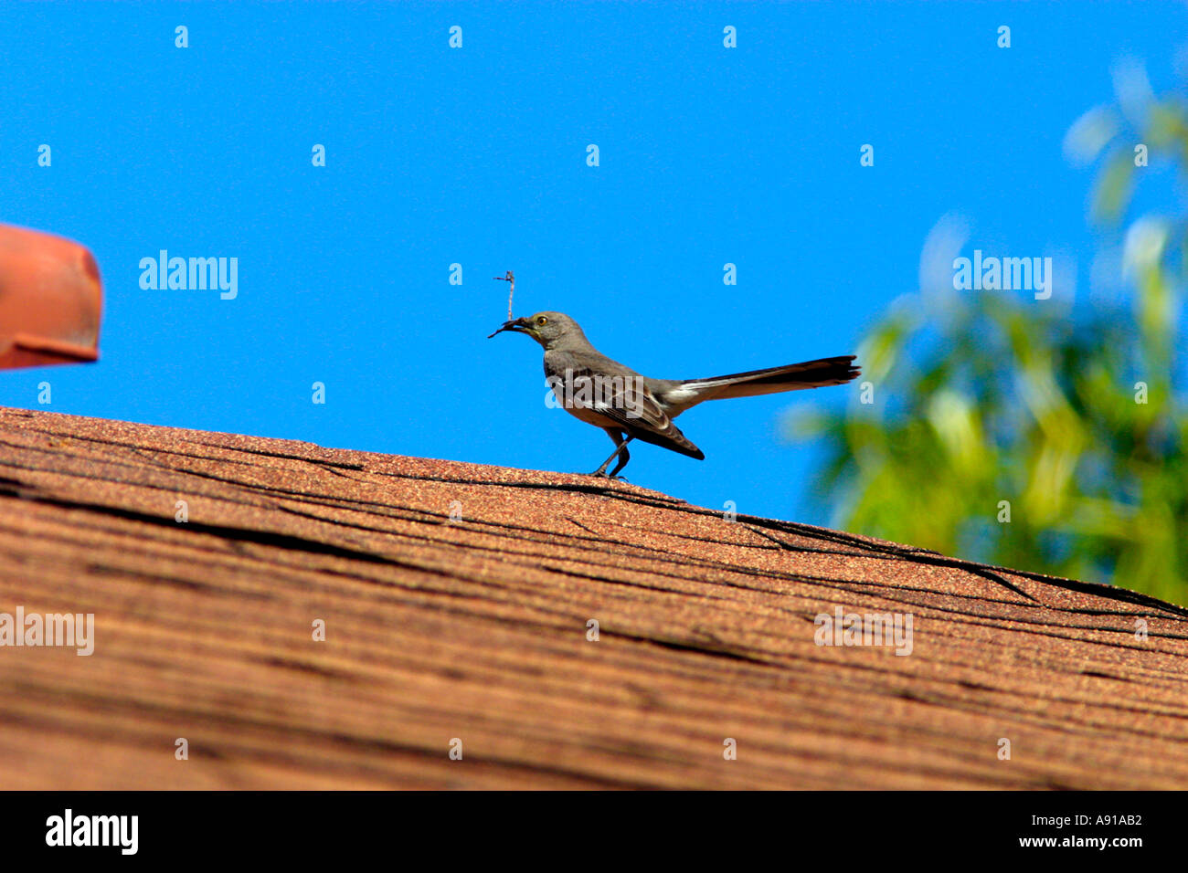 Mockingbird on roof with nest material Stock Photo