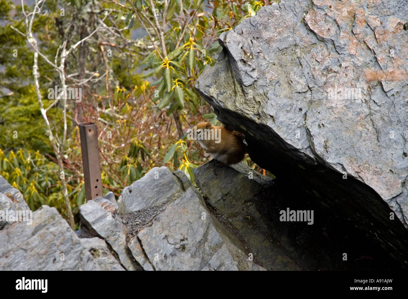 Squirrel at The Chimneys Great Smoky Mtns Nat Park Stock Photo