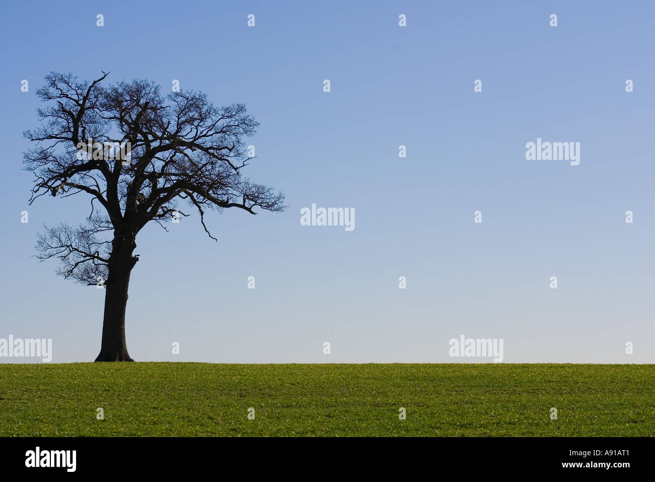 Family tree geneology hi-res stock photography and images - Alamy