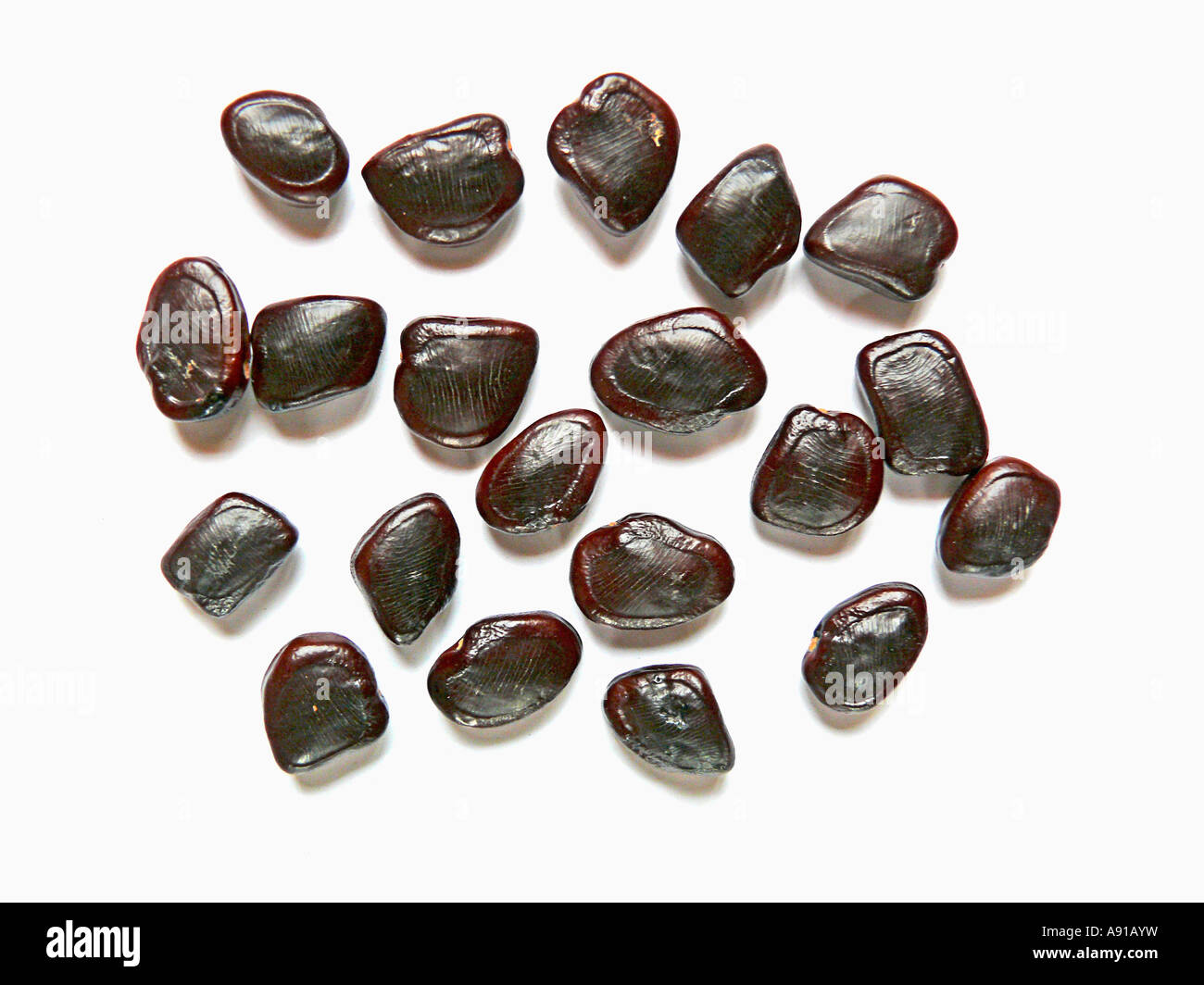 Tamarind Seed Scientific Name Is Tamarindus Indica Stock Photo Alamy Tamarind Seed Scientific Name Is Tamarindus Indica Stock Photo Alamy