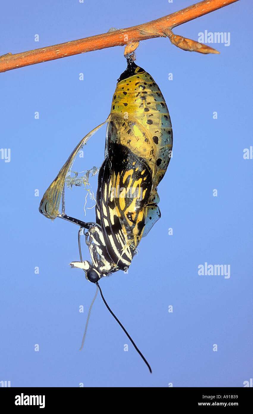 Tree Nymph Butterfly emerging hatching from its chrysalis Idea Leuconoe
