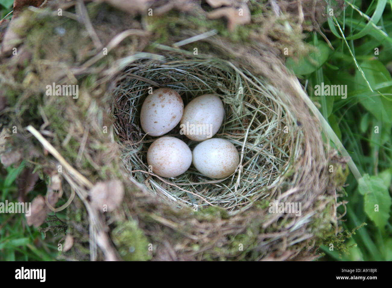 A birds nest with 4 eggs Stock Photo