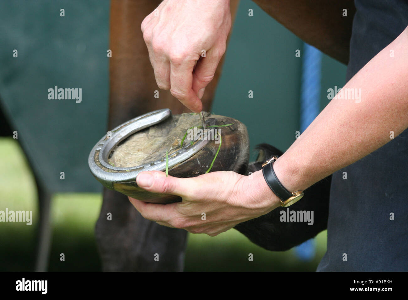 Some hands changing a horses shoe Stock Photo