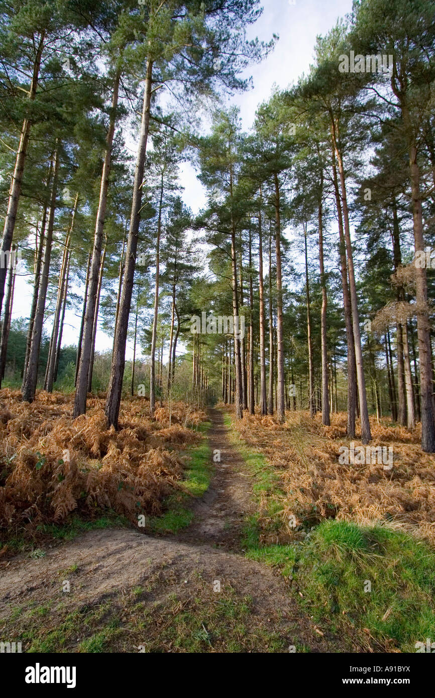Tall trees in a forest landscape hi-res stock photography and images ...