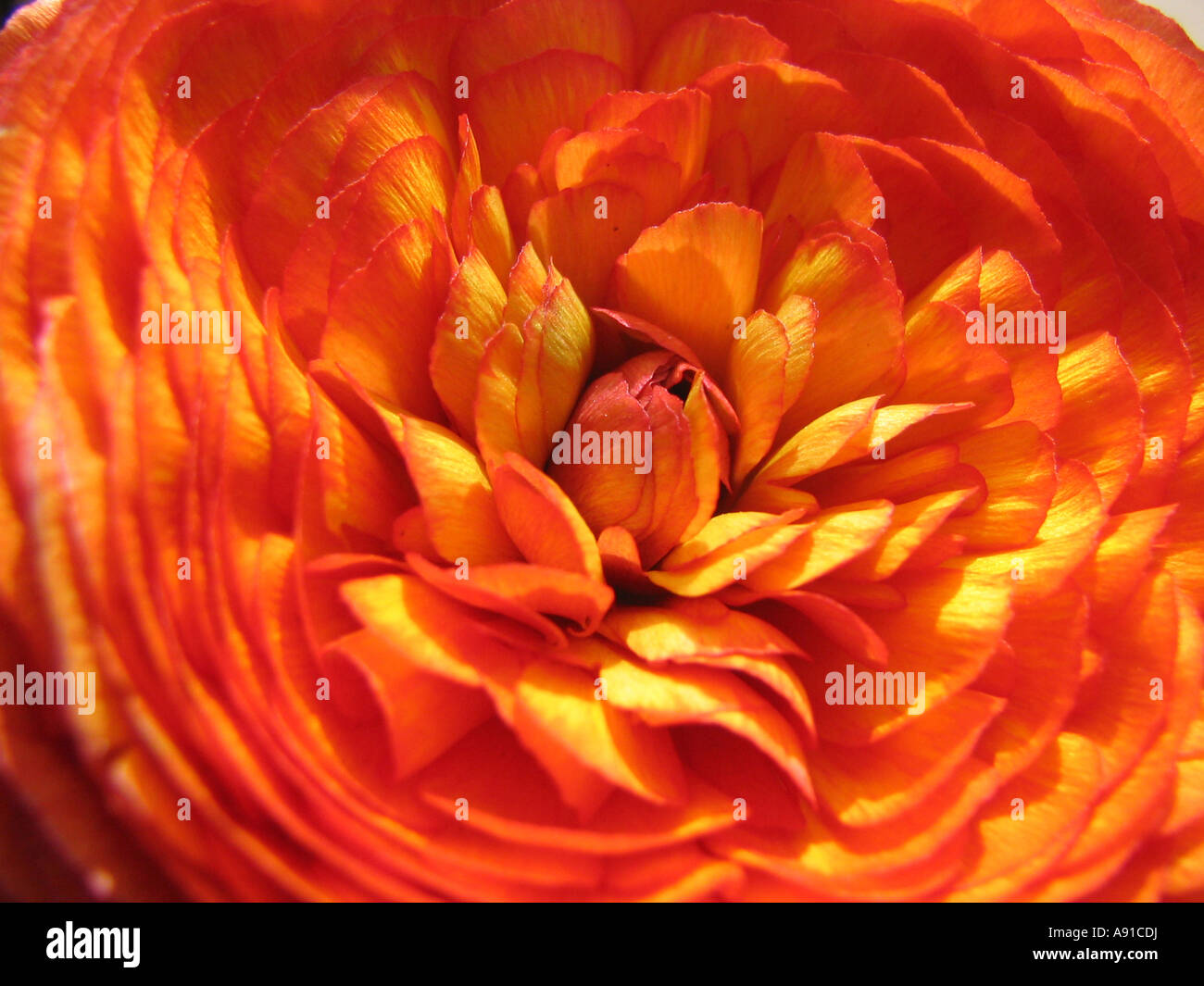 Orange red circular flower hi-res stock photography and images - Alamy