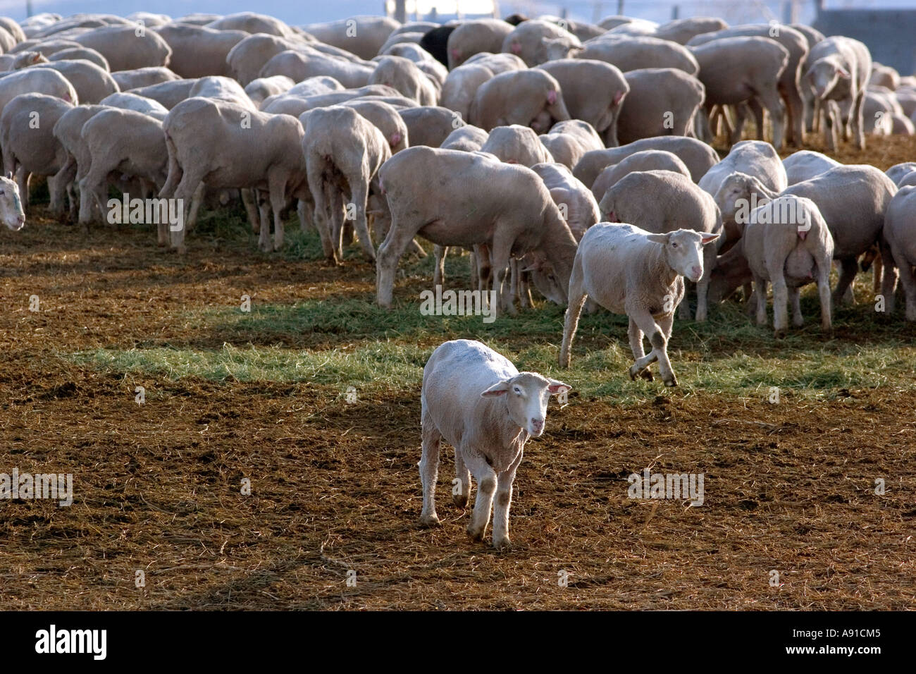 Sheep eating alfalfa hay near Emmett, Idaho Stock Photo Alamy
