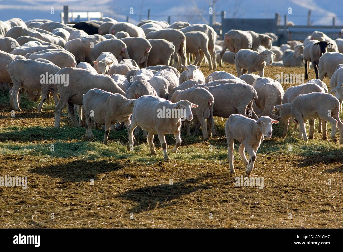 Sheep eating alfalfa hay near Emmett, Idaho Stock Photo Alamy