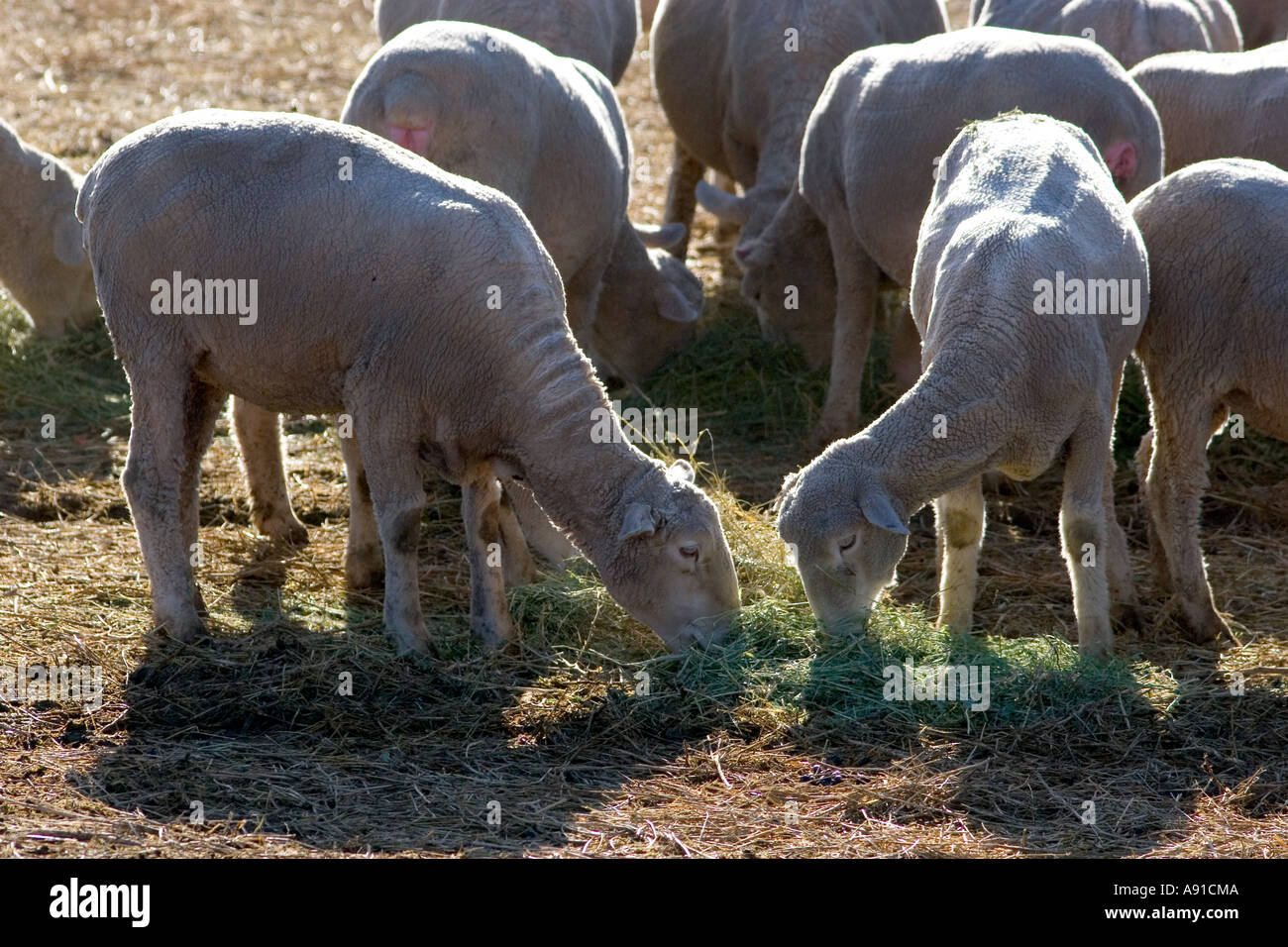 Sheep eating alfalfa hay near Emmett, Idaho Stock Photo Alamy