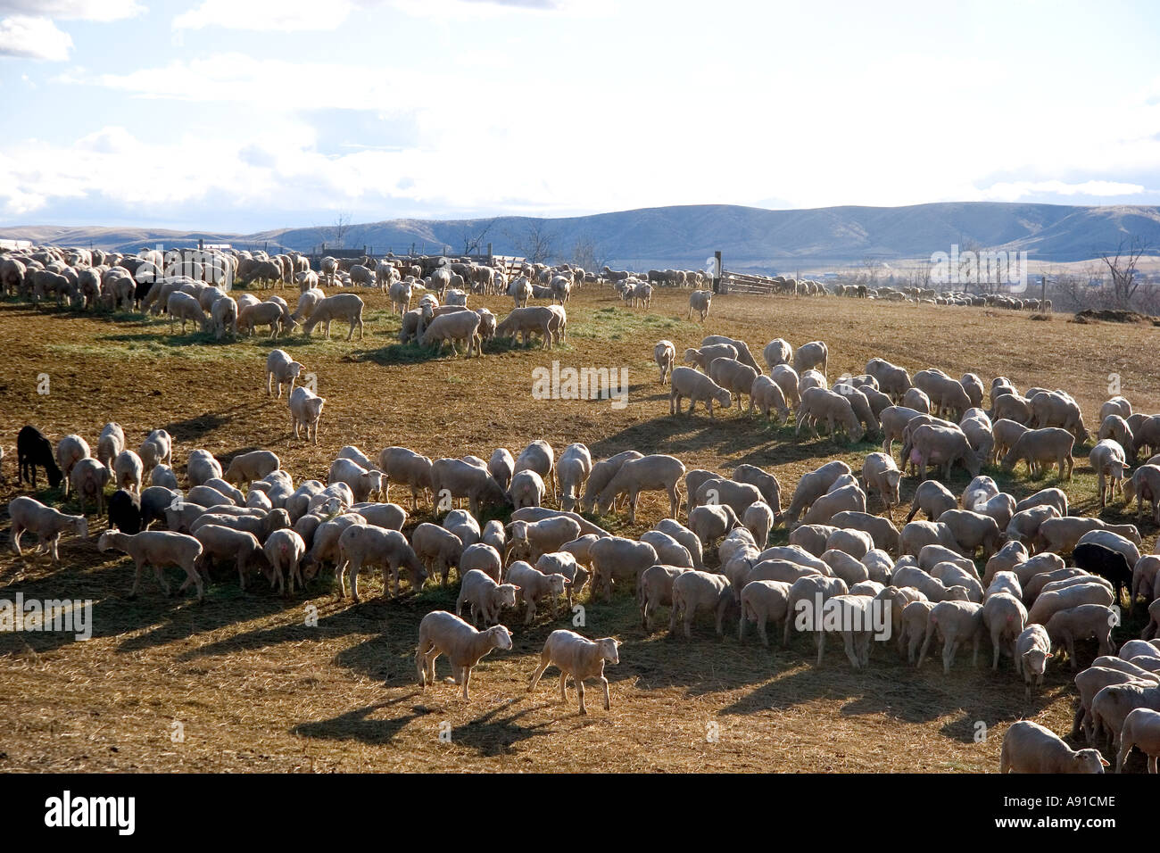 Sheep eating alfalfa hay near Emmett, Idaho Stock Photo Alamy