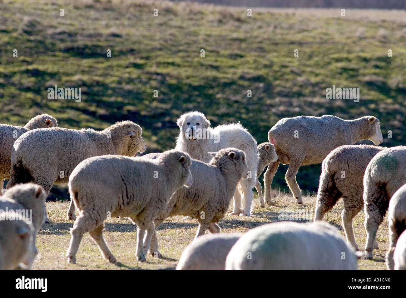 Great Pyrenees dog guarding sheep near Emmett, Idaho Stock Photo - Alamy