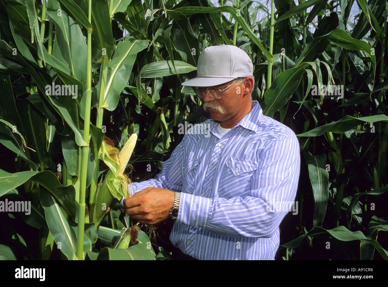 A farmer checks his corn crop Stock Photo - Alamy