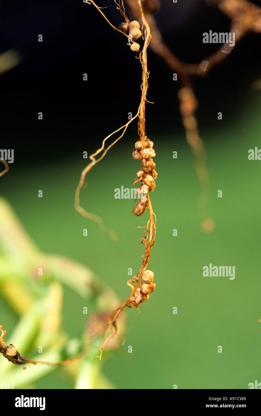 Nitrogen fixing nodules on the roots of string beans. Stock Photo