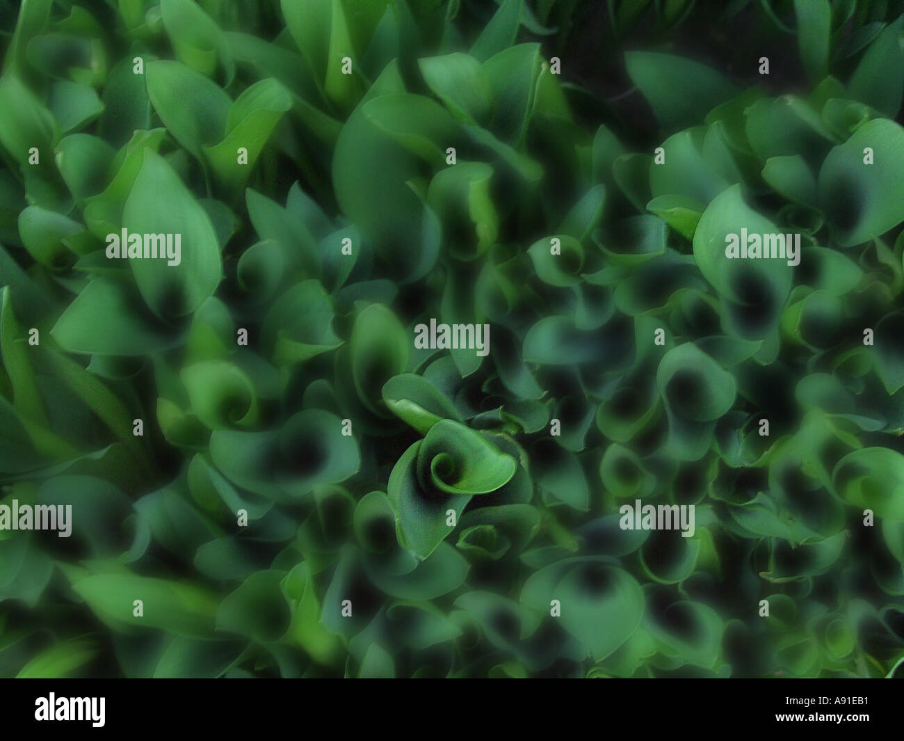 Lily of the Valley Stock Photo