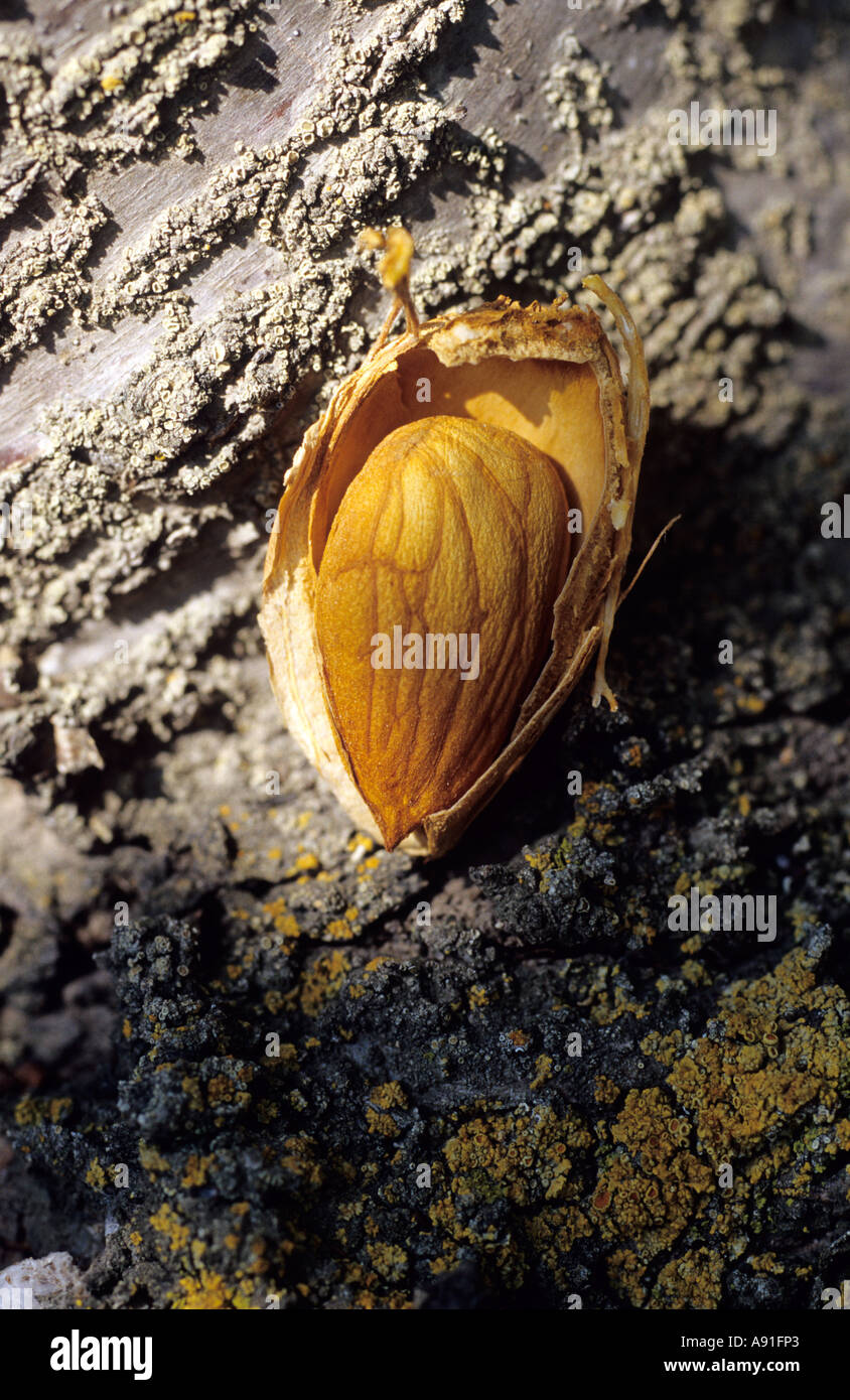 Almonds Fuzzy Ripe Almond grove and usa hi-res stock photography and images - Alamy
