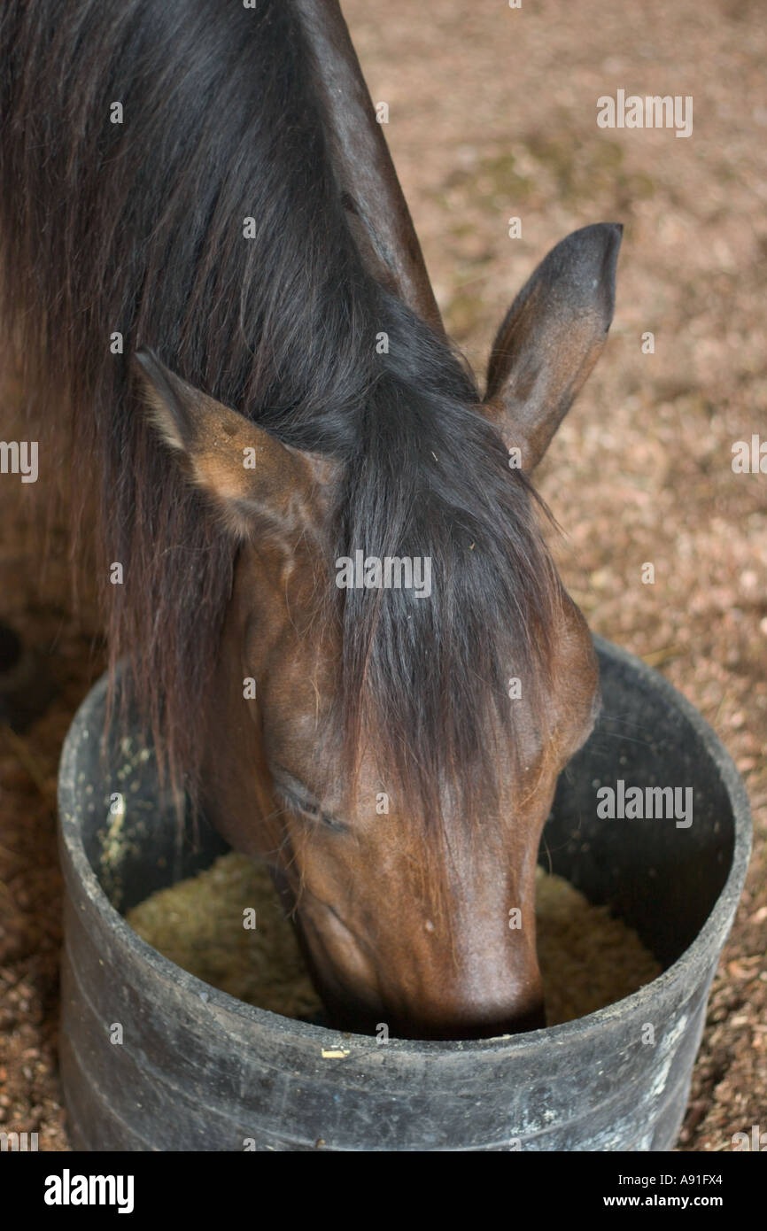 Horse feed bucket hires stock photography and images Alamy