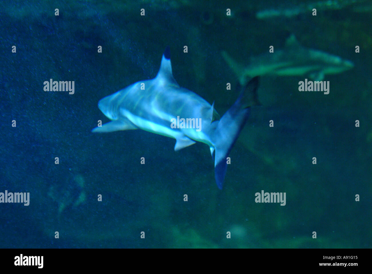 Shark Swimming in Aquarium Stock Photo