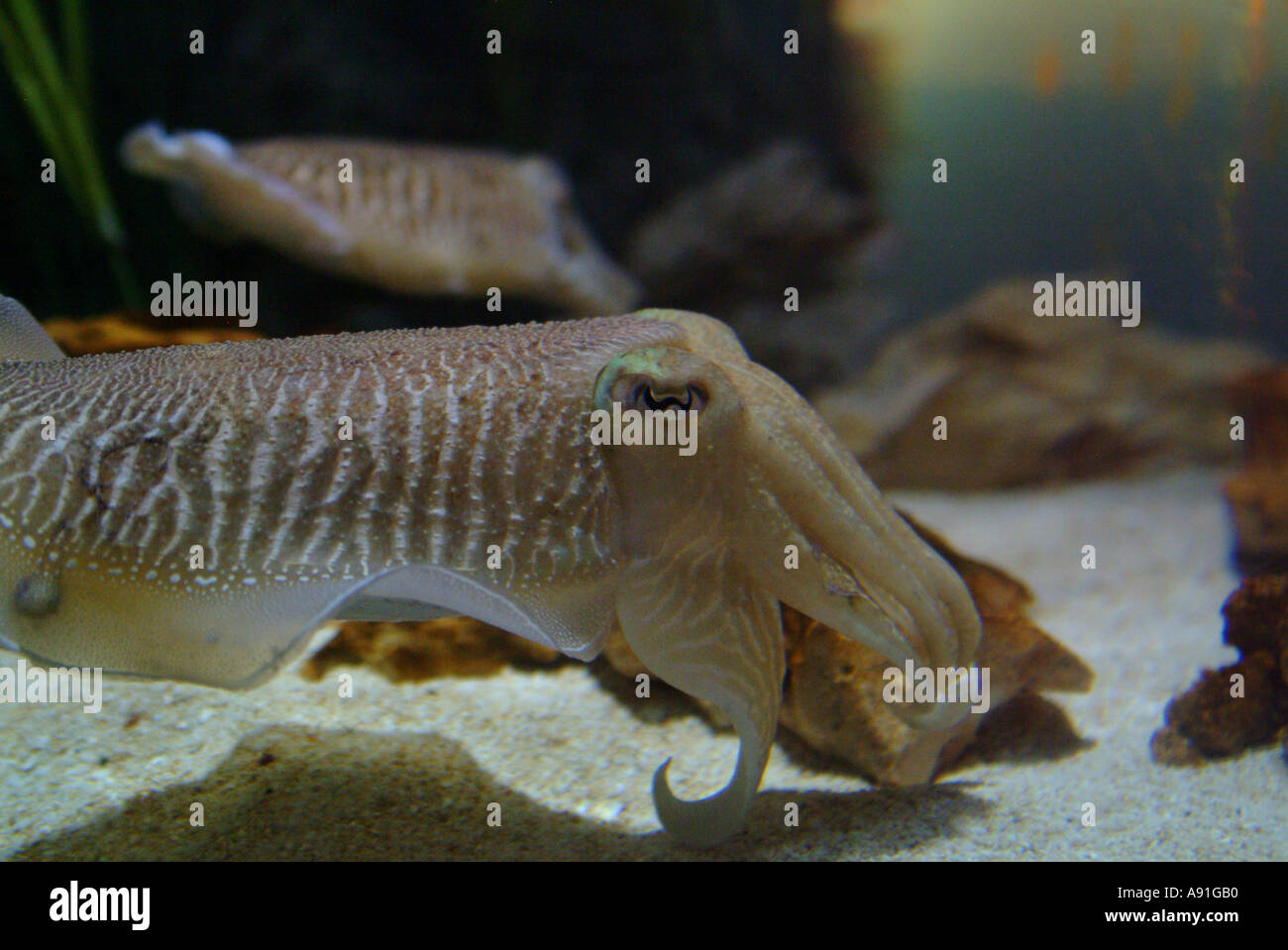Cuttle fish in aquarium Stock Photo