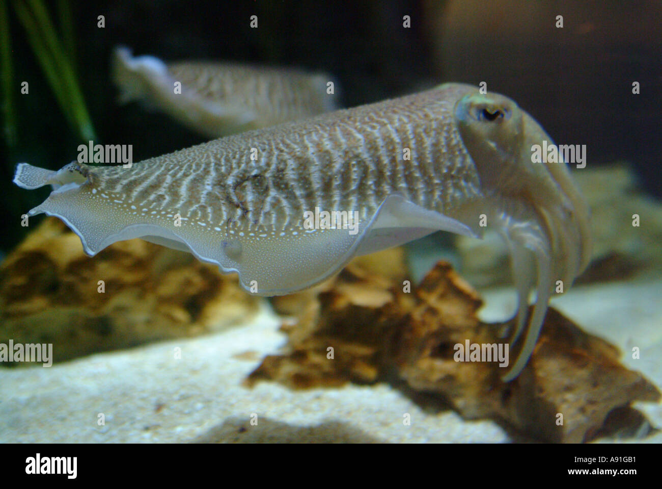 Cuttle fish in aquarium Stock Photo