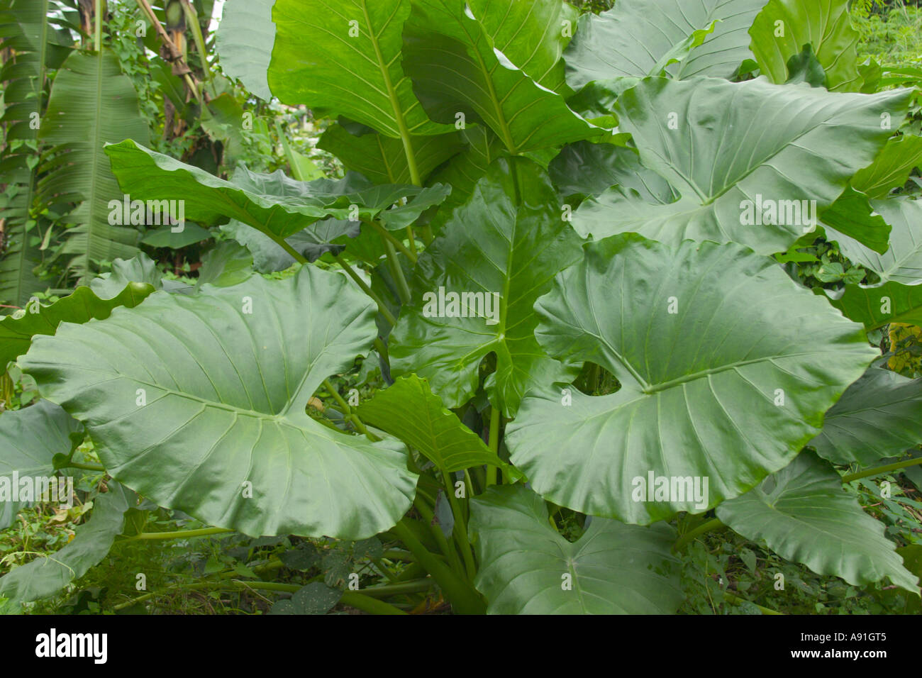 Alocasia macrorrhiza, giant taro, elephant ear Stock Photo Alamy