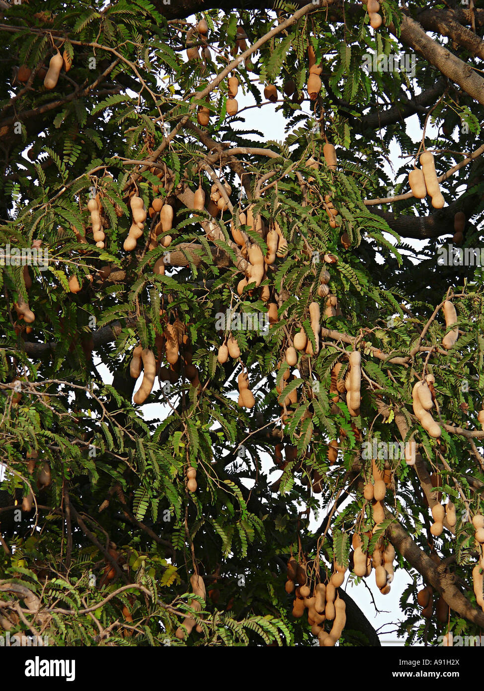 Tamarind Seed Scientific Name Is Tamarindus Indica Stock Photo Alamy