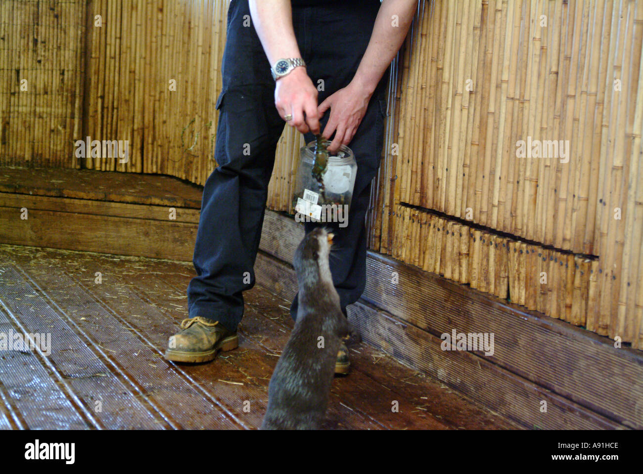 Captive Otter Feeding Stock Photo