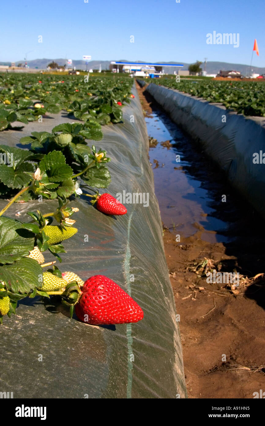 Rows of strawberries growing on plastic mulch in Santa Maria Stock