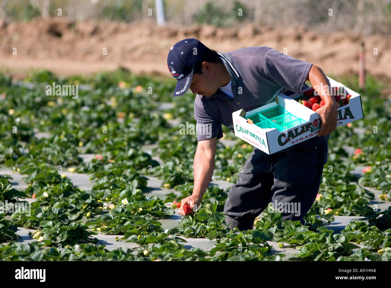Migrant farm worker picks strawberries growing on plastic mulch in
