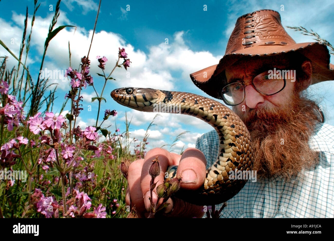Bearded scientist with an English Grass Snake Natrix Natrix in a nature reserve in Leicestershire Stock Photo