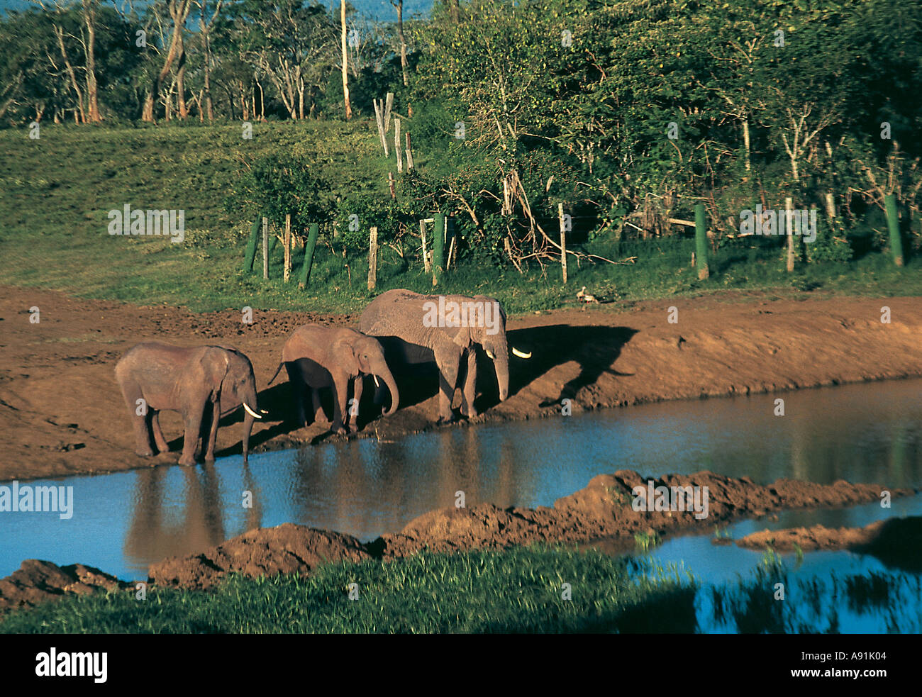 NMJ99640 Three wild Elephants Drinking Water Kenya National Park Kenya Africa Stock Photo