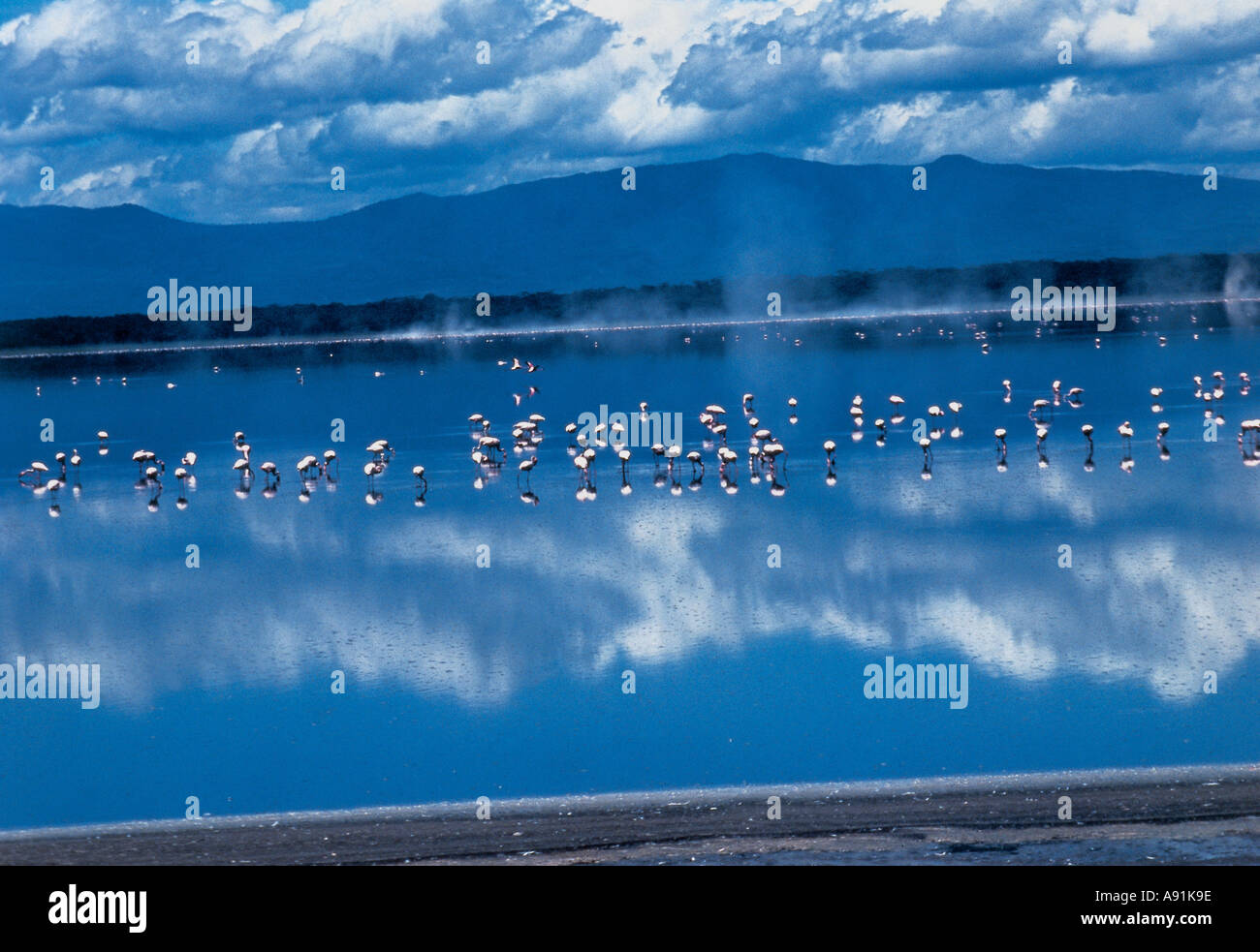 NMJ99694 Flamingos birds water sky blue Nukuru Lake Kenya Africa Stock Photo
