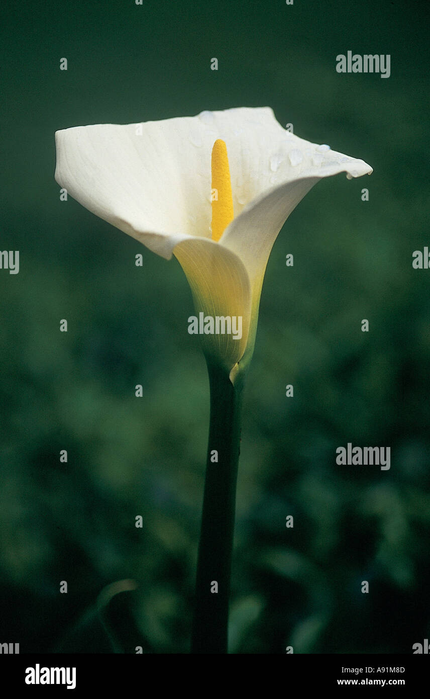 NMJ99771 Flower white delicate Sri Lanka Ceylon Stock Photo