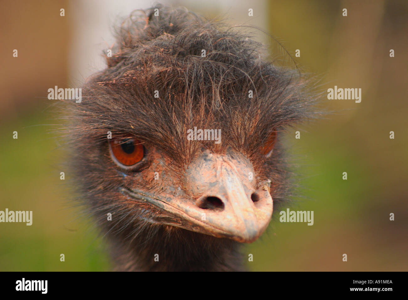 EMU S HEAD  Stock Photo