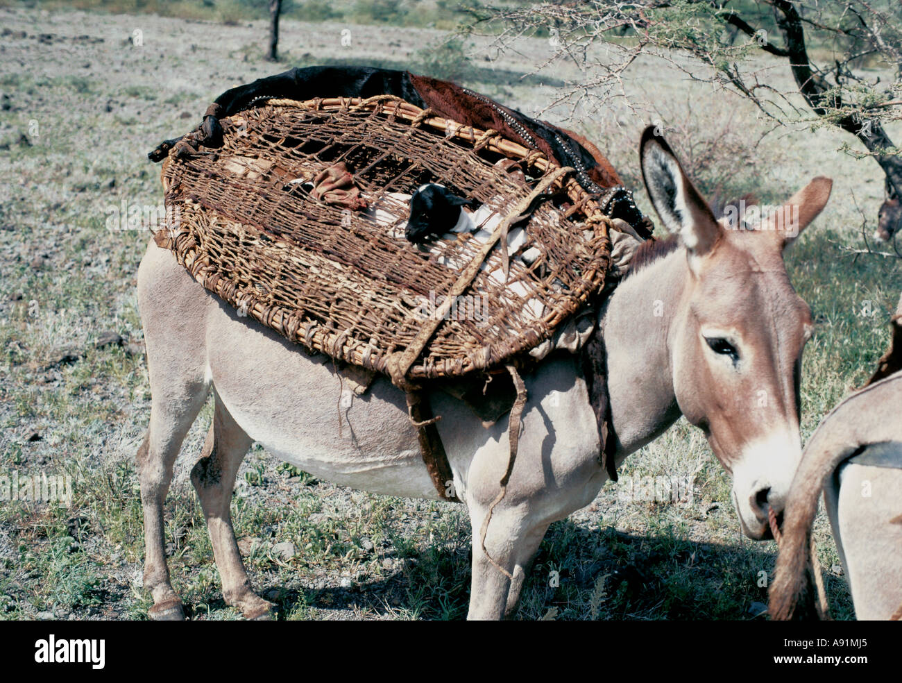 Donkey owned by Turkana people carrying a baby goat Stock Photo