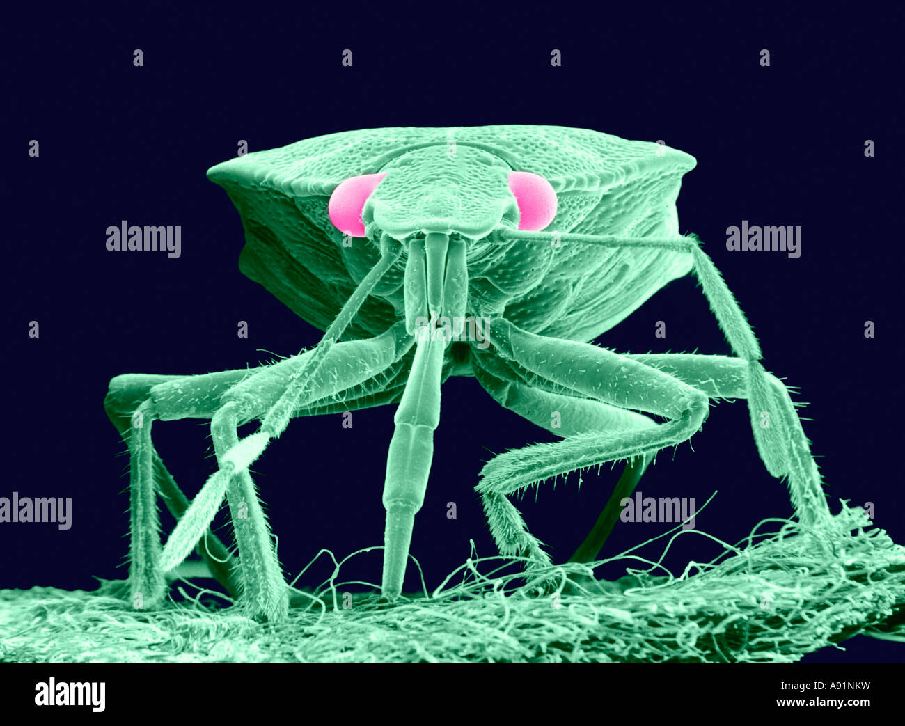 Scanning Electron Microscope image of a Plant Bug magnified approximately 30X (Color enhanced) Stock Photo