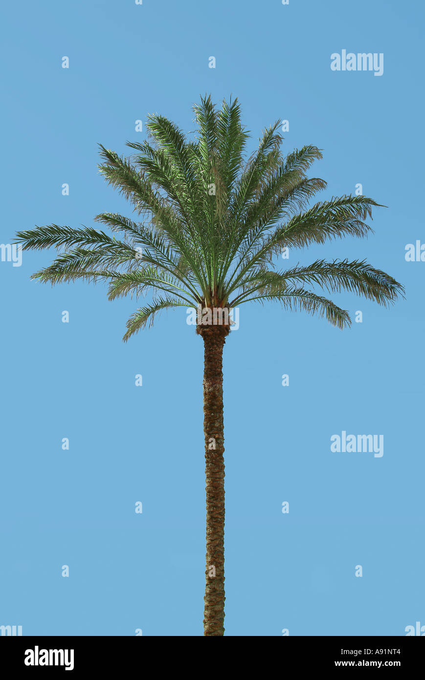 palms atlantic sea canary islands Palmen am Atlantik Meer Kanarische Inseln Stock Photo