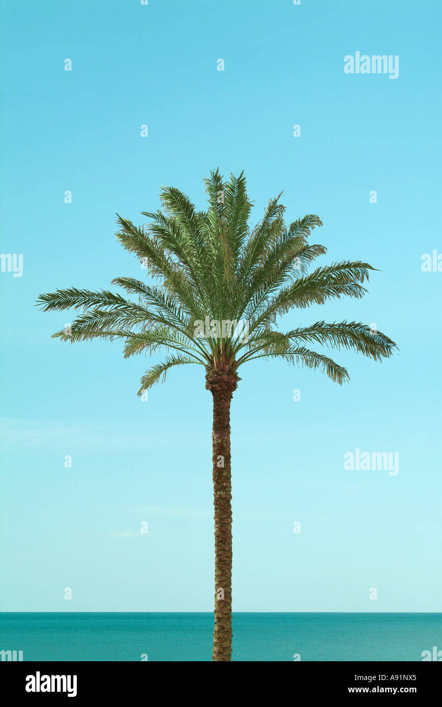 palmtree at the sea Palme am Meer Stock Photo