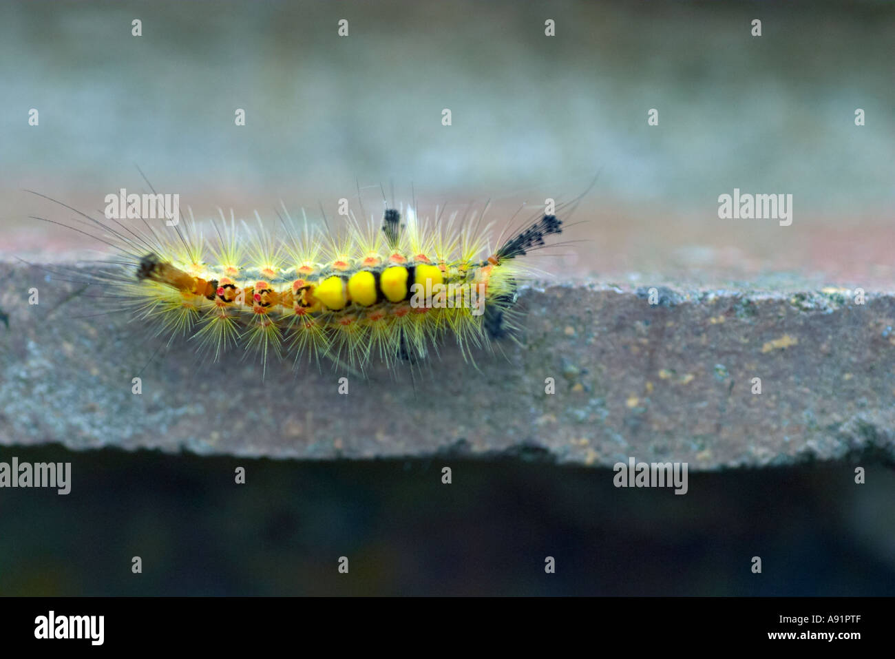 Orgyia antiqua Vapourer Moth larva Stock Photo
