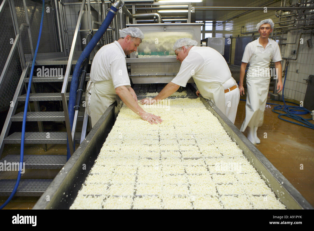 The cheese dairy Employees fill the raw cheese into little containers ...
