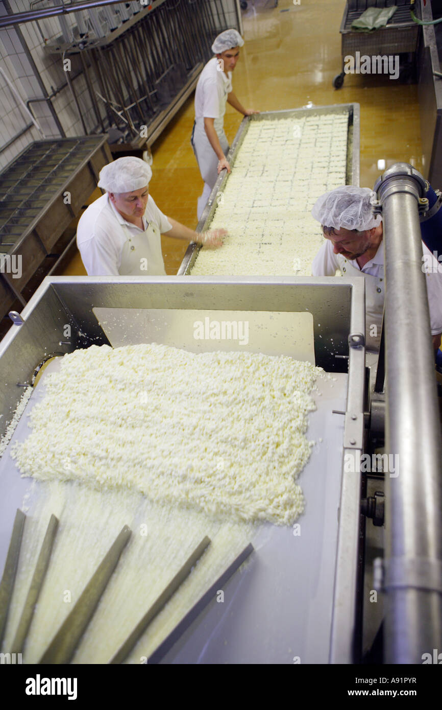 The cheese dairy Employees fill the raw cheese into little containers ...