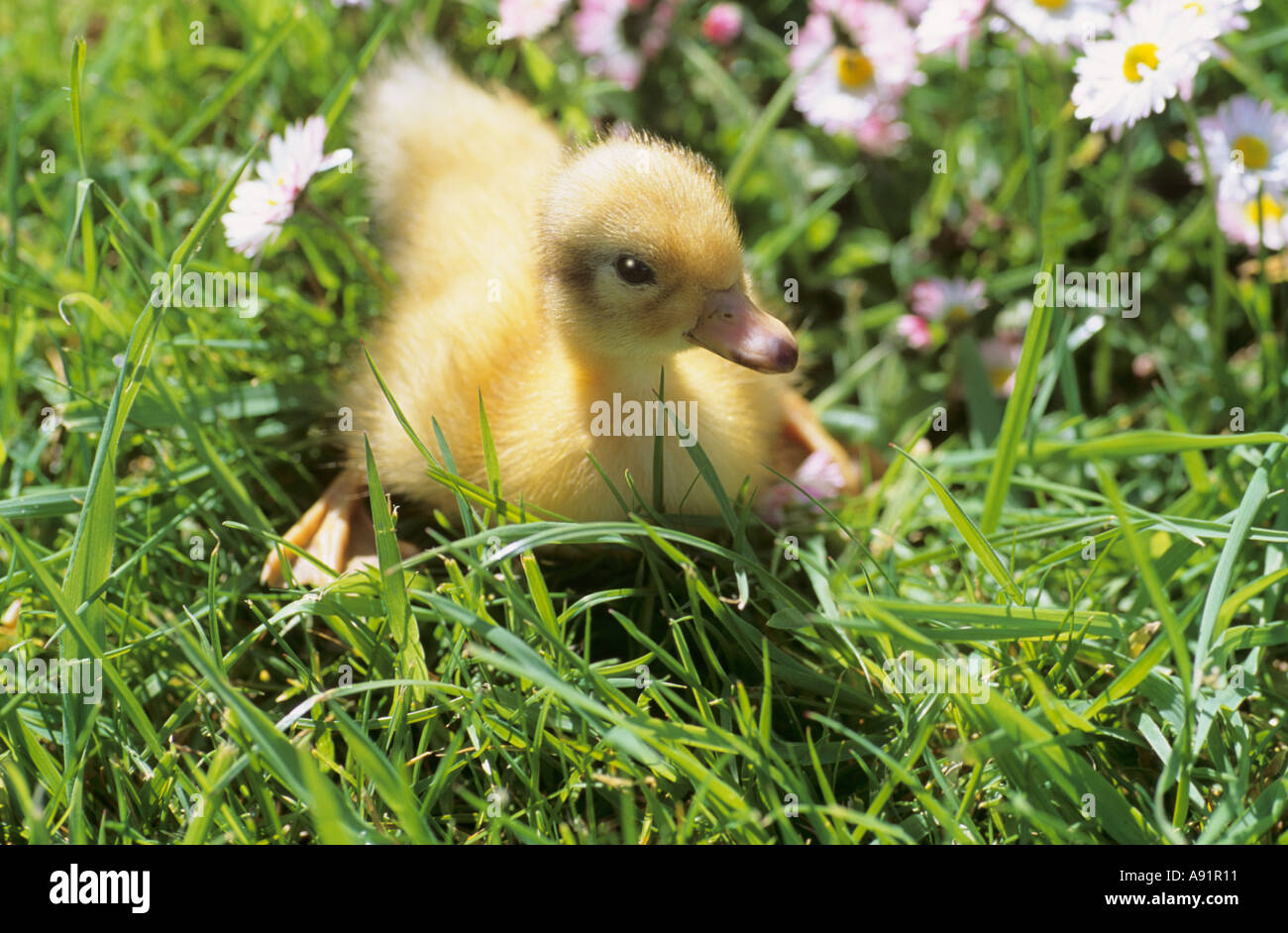 Duckling in grass Stock Photo - Alamy