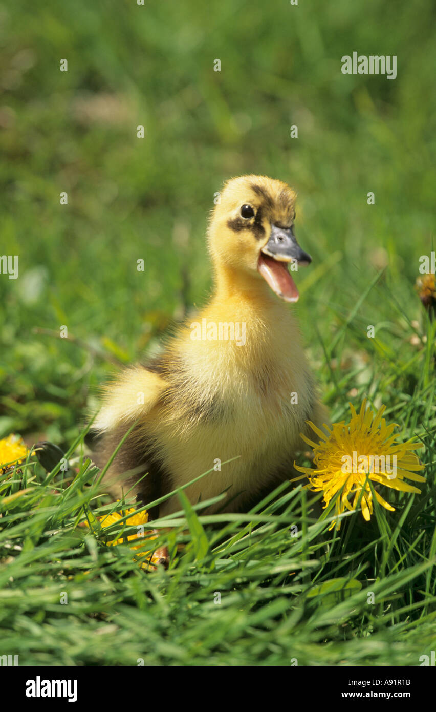 fluffy duckling stock photos fluffy duckling stock images alamy