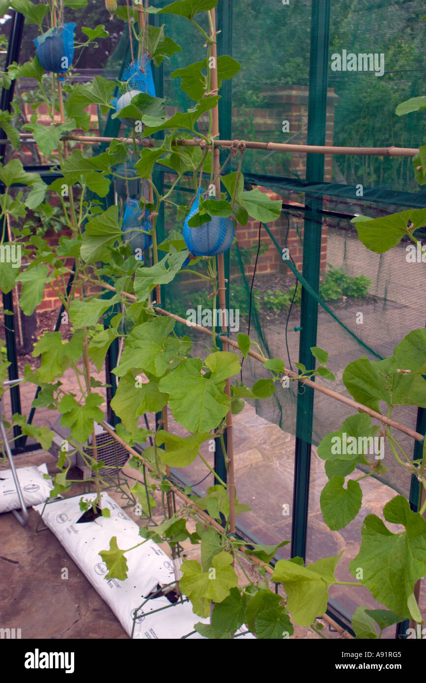 Growing melons in a greenhouse from growbags Stock Photo Alamy