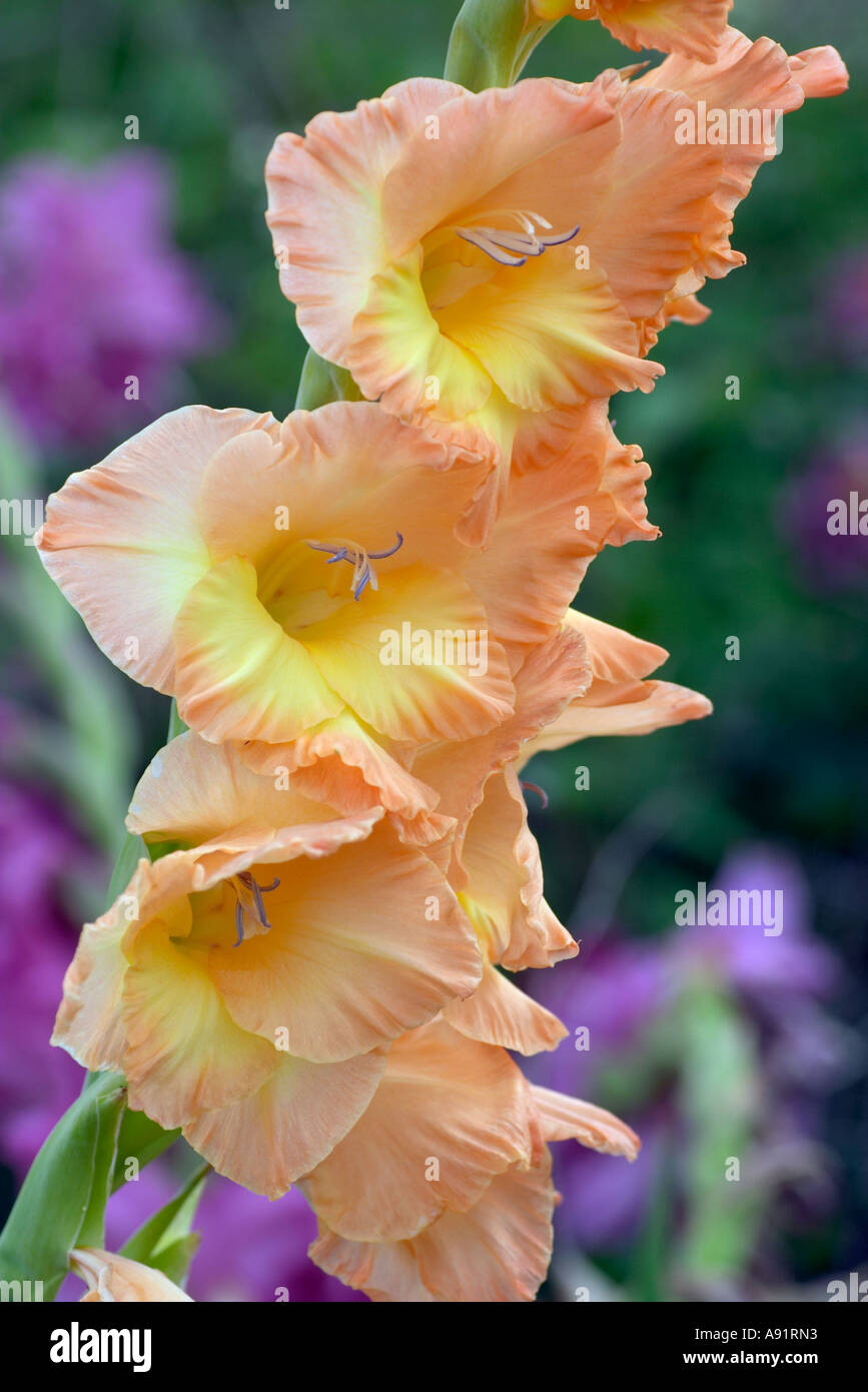 Gladiolus Halcyon Days Stock Photo Alamy