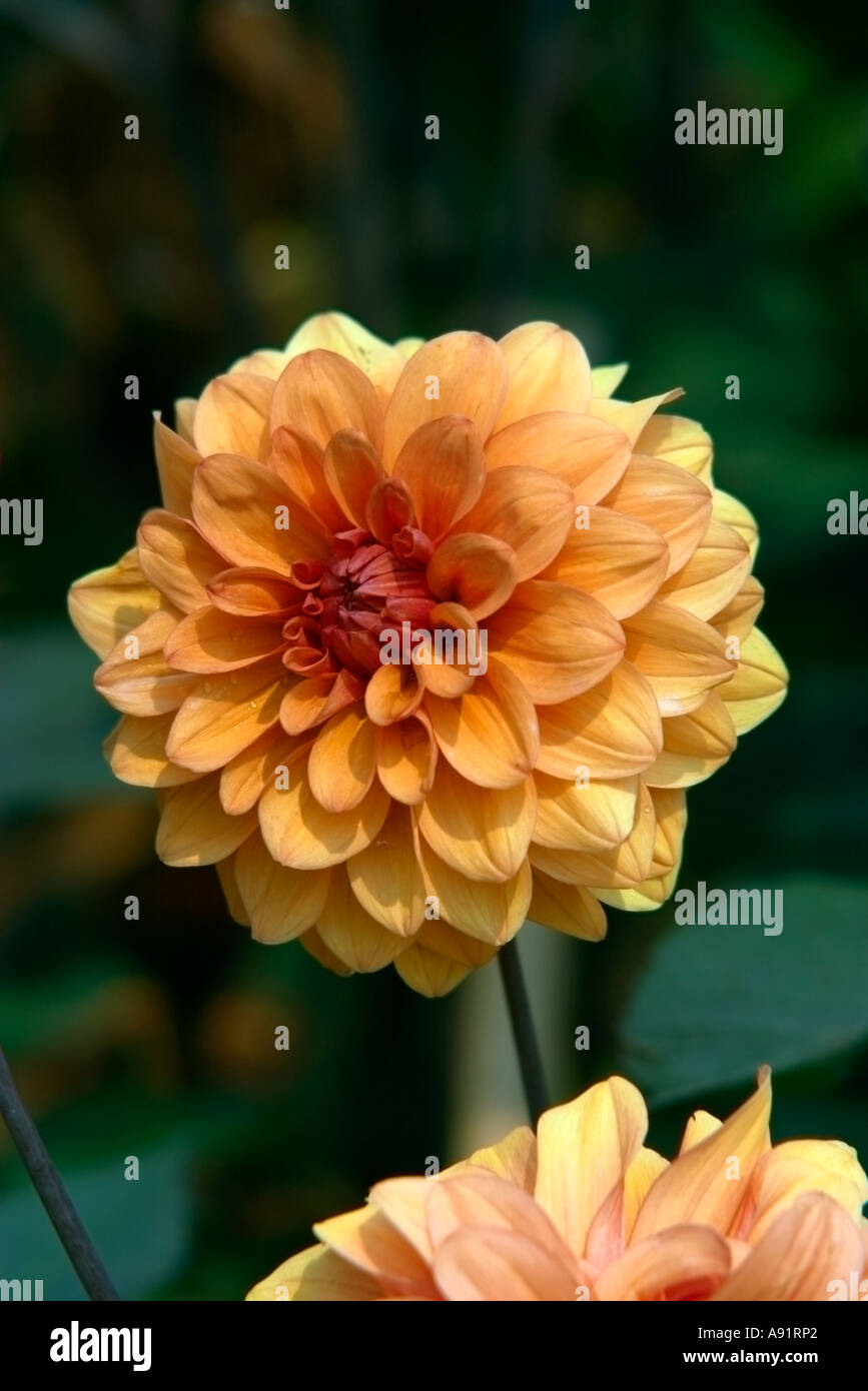 Dahlia David Howard Stock Photo - Alamy