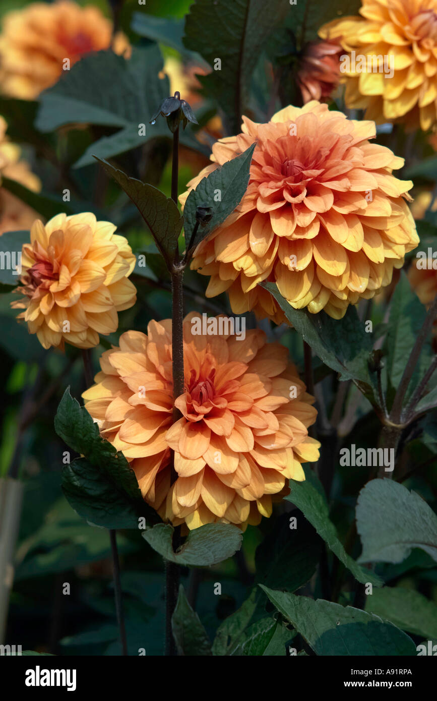 Dahlia David Howard Stock Photo - Alamy