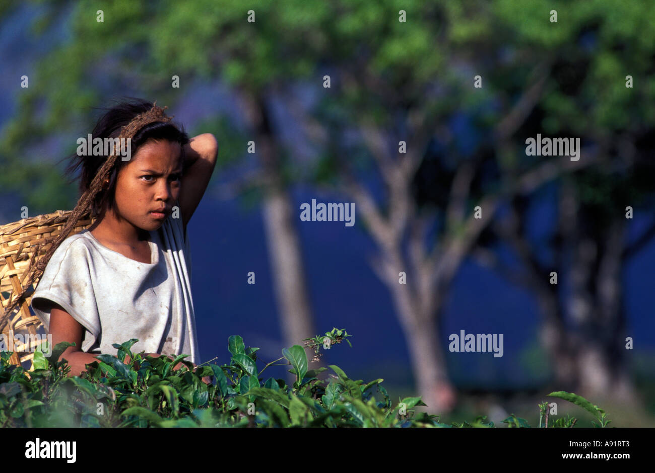 INDIA: Darjeeling. Young Nepali girl working on tea plantation Stock Photo