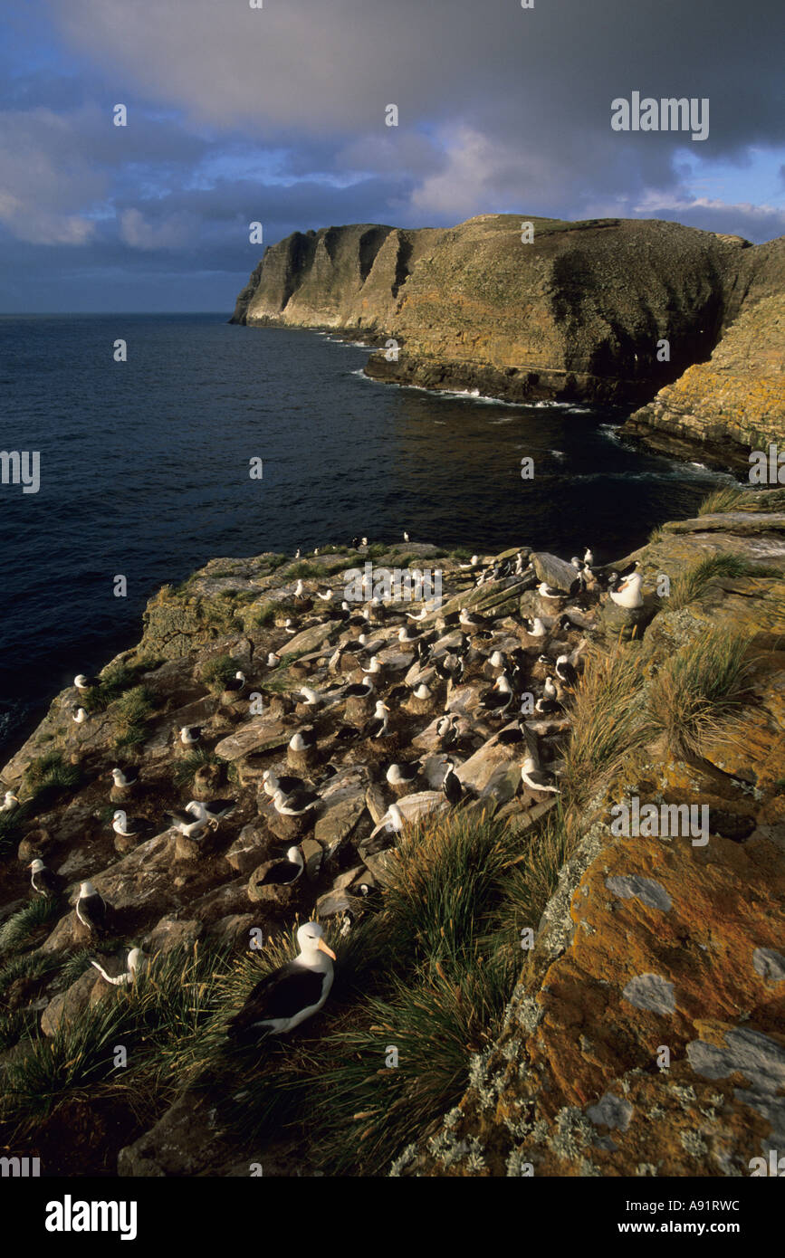 Falkland Islands South Atlantic, colony of Black-browed Albatross (Diomedea melanophris) New Island Stock Photo
