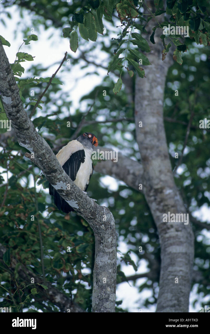 King Vulture (Sarcoramphus papa) wild, Corcovado National Park, Costa Rica Stock Photo
