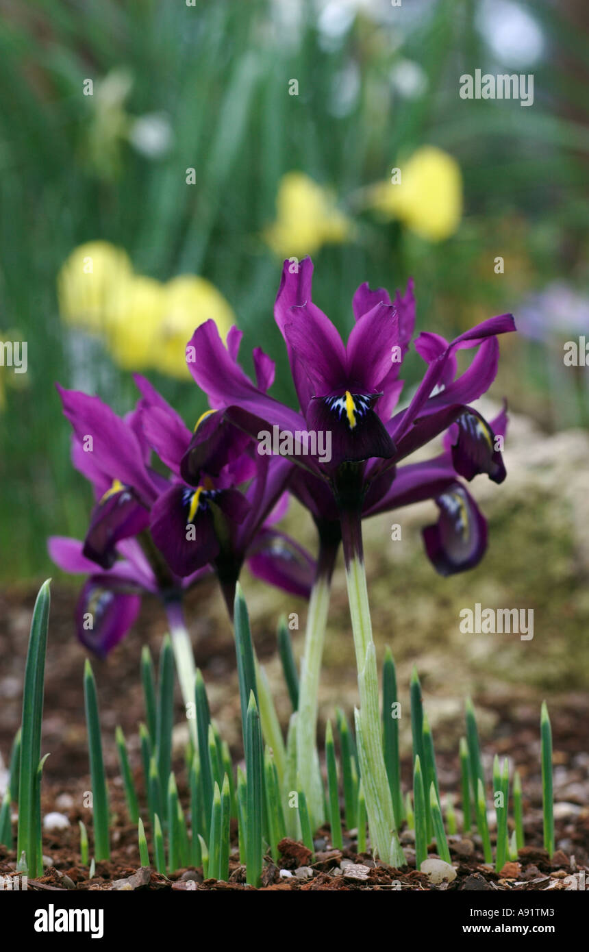 Iris histrioides Stock Photo